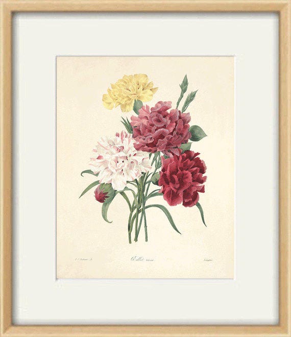 アンティークのカーネーションの花の版画：ヴィクトリア朝の植物画