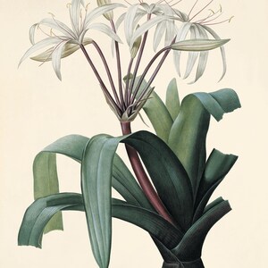May include: A botanical illustration of a white crinum flower with long, green leaves. The flower has multiple white petals and a long, dark red stem. The text "Crinum Endescens" and "Crinum Roigite" is printed below the image.