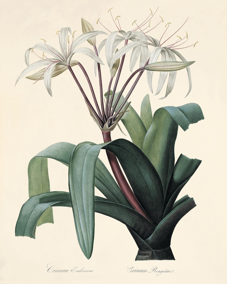 May include: A botanical illustration of a white crinum flower with long, green leaves. The flower has multiple white petals and a long, dark red stem. The text "Crinum Endescens" and "Crinum Roigite" is printed below the image.