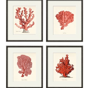 Red sea coral art Nautical art print set old prints ocean life art Ocean Decor nature print beach art Home decor wall art Sea art print