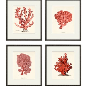 Red sea coral art Nautical art print set old prints ocean life art Ocean Decor nature print beach art Home decor wall art Sea art print image 2