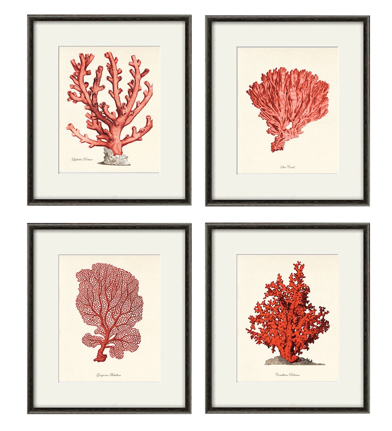 Red sea coral art Nautical art print set old prints ocean life art Ocean Decor nature print beach art Home decor wall art Sea art print image 2