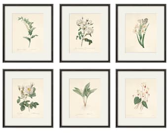 May include: Set of six botanical prints featuring white flowers and green foliage in black frames. The prints are framed with a white mat and have a cream background.
