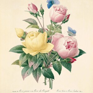 Póster con estampado de arte de rosas, impresiones antiguas, impresiones de arte botánico, decoración del hogar, arte de pared victoriano, arte de pared de jardín, impresión de arte de flores, impresión botánica