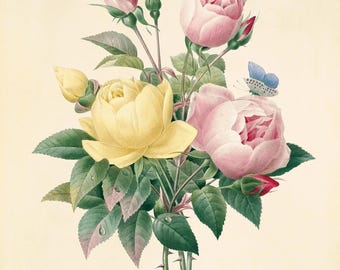 Antique Rose Botanical Art Print: Victorian Style Home Decor