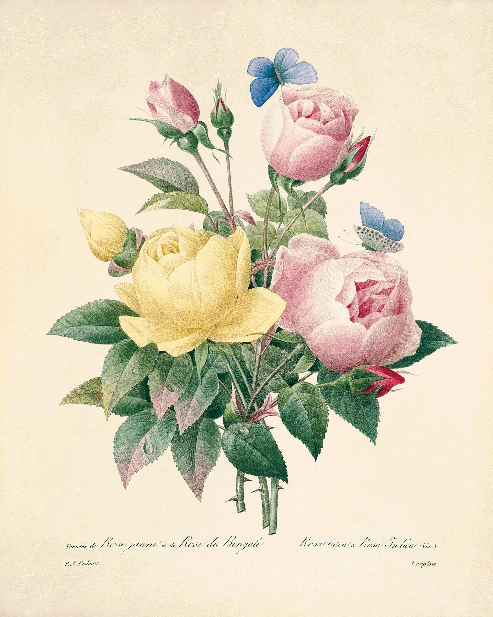 Antique Rose Botanical Art Print: Victorian Style Home Decor - Etsy