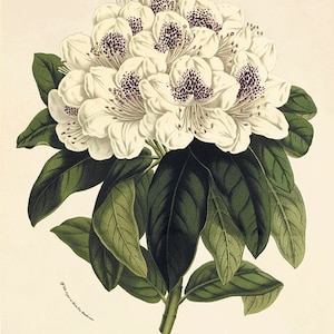 Rhododendron art antique flower art print Botanical Art Prints Victorian art old prints Garden Wall Art Vintage flower wall art French art