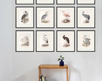 Puede incluir: Una pared de galería con 12 estampados enmarcados que presentan varias ilustraciones de aves. Los estampados están en marcos negros y están dispuestos en un patrón de cuadrícula en una pared blanca. Un pequeño estante de madera con libros y un jarrón azul se encuentra debajo de los estampados.