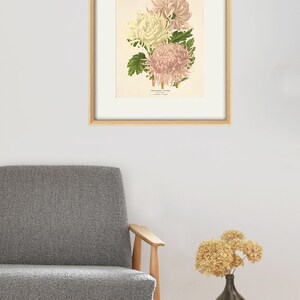 Puede incluir: Una ilustraci&oacute;n bot&aacute;nica enmarcada de tres crisantemos rosas y blancos con hojas verdes. La ilustraci&oacute;n est&aacute; sobre un fondo crema con una etiqueta de texto negro en la parte inferior.