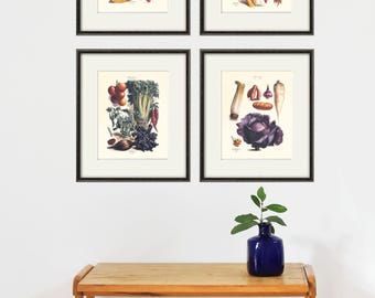 Antique Vegetable Botanical Print: Kitchen Wall Art Set of 4