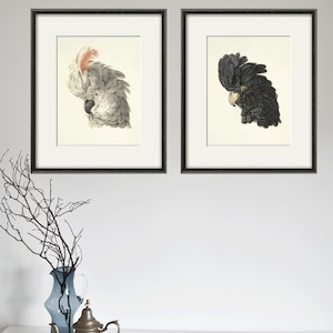 Parrot art print antique bird print nature wall art Victorian print home decor art vintage wall art bird art Natural history art Bird decor