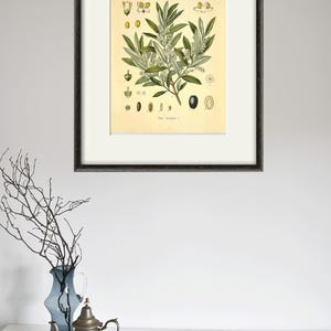 Peut inclure: Une illustration botanique vintage d'une branche d'olivier avec des fleurs blanches et des feuilles vertes. L'illustration est entourée d'une bordure blanche et placée sur un fond crème. Le texte "Olea europaea" est imprimé sous l'image.