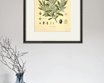 Antique Olive Tree Botanical Print: 1887 Medicinal Plant Art