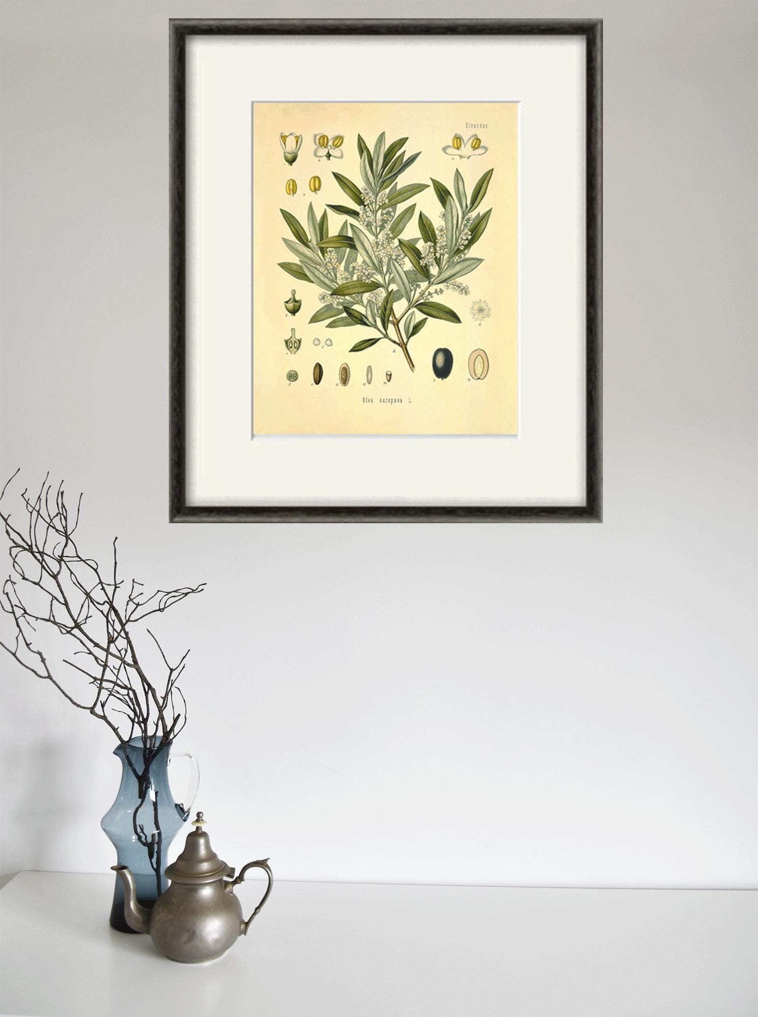 アンティークオリーブの木の植物画：1887年の薬用植物アート - Etsy 日本