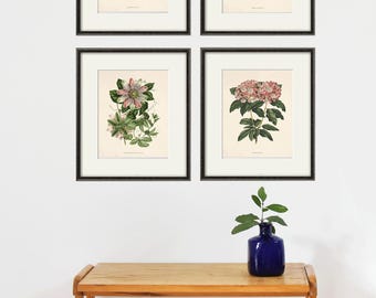 Antique Botanical Prints Set of 4: Floral Wall Art, Pink Flowers