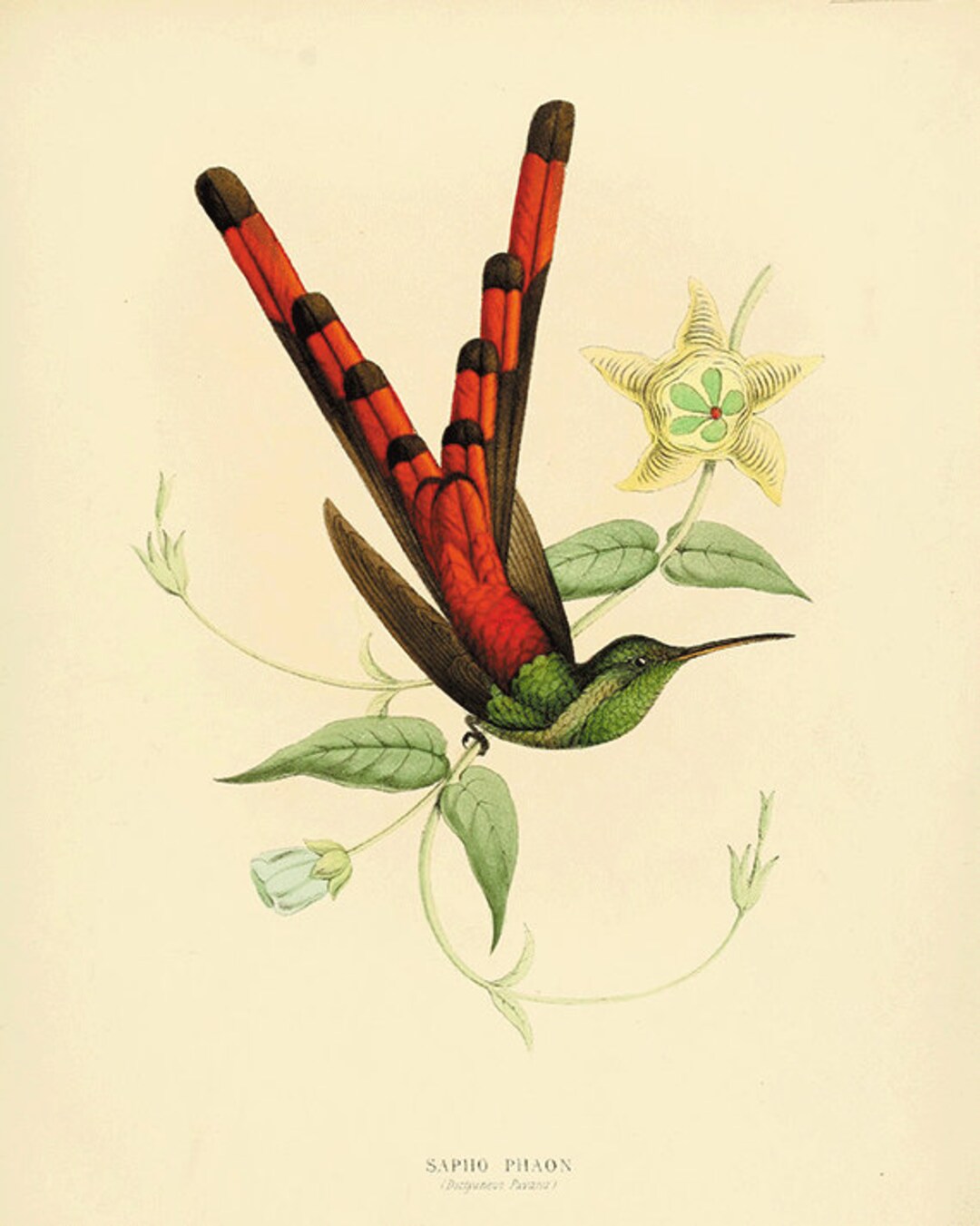 Hummingbirds Art Vintage Bird Print Nature Art Print Vintage Prints ...