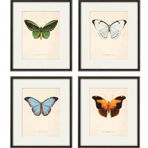 Conjunto de láminas de mariposas antiguas: arte mural de historia natural victoriano