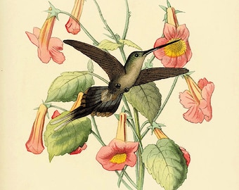 Antique Hummingbird Print: Victorian Natural History Illustration