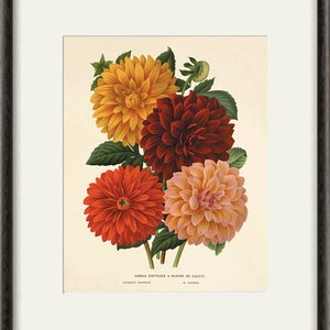 Dahlia Vintage flower art print garden wall art botanical prints Antique prints home decor wall art French prints old prints Flower decor image 4