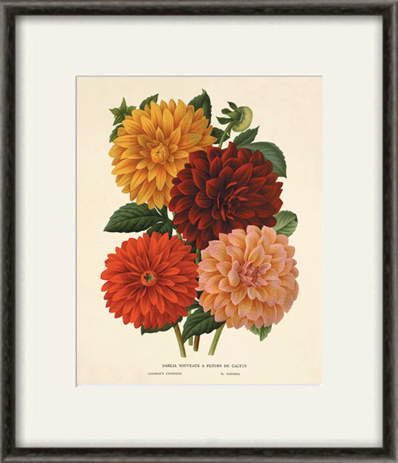 Dahlia Vintage flower art print garden wall art botanical prints Antique prints home decor wall art French prints old prints Flower decor image 4