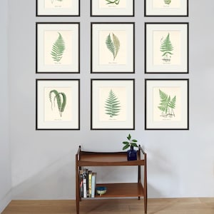 Antique Fern print set Botanical Art Prints Home Decor Wall Art Victorian art Garden Wall Art fern antique art print nature art kitchen wall