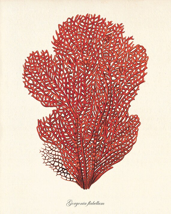 ヴィンテージ紅海珊瑚版画：1800年代の航海自然史アート - Etsy 日本