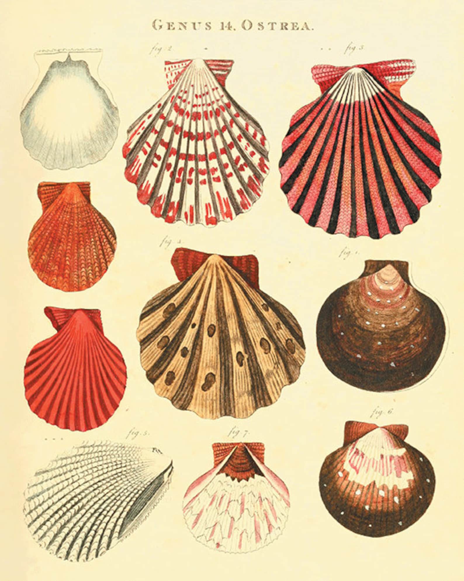 Antique Sea Shell Art Print Beach Decor Art Sea Beach Art Etsy