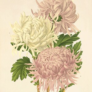 Puede incluir: Una ilustraci&oacute;n bot&aacute;nica vintage de tres crisantemos. Las flores son blancas, rosas y de un rosa m&aacute;s oscuro. Las flores est&aacute;n dispuestas en un ramo con hojas verdes.