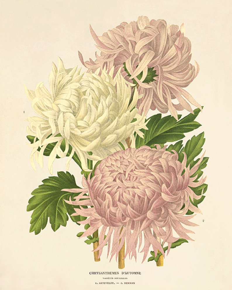 Puede incluir: Una ilustraci&oacute;n bot&aacute;nica vintage de tres crisantemos. Las flores son blancas, rosas y de un rosa m&aacute;s oscuro. Las flores est&aacute;n dispuestas en un ramo con hojas verdes.