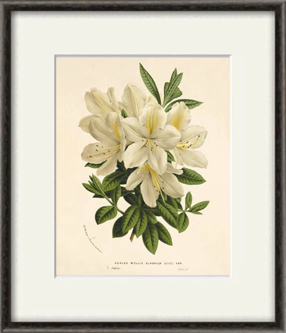 Azalea blanca arte imprimir vintage Arte botánico Impresiones - Etsy España