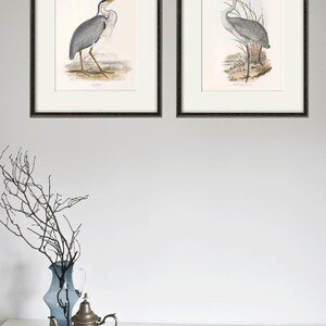 May include: Two framed prints of vintage bird illustrations. The prints are in black frames and feature a grey heron and a crane.