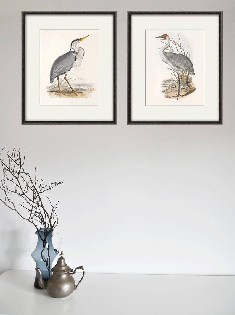 May include: Two framed prints of vintage bird illustrations. The prints are in black frames and feature a grey heron and a crane.