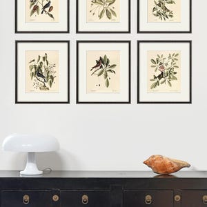May include: Six framed botanical prints featuring detailed illustrations of birds perched on branches with leaves and berries. The prints are in black frames and arranged on a white wall above a black cabinet. A white lamp and a seashell are on the cabinet.