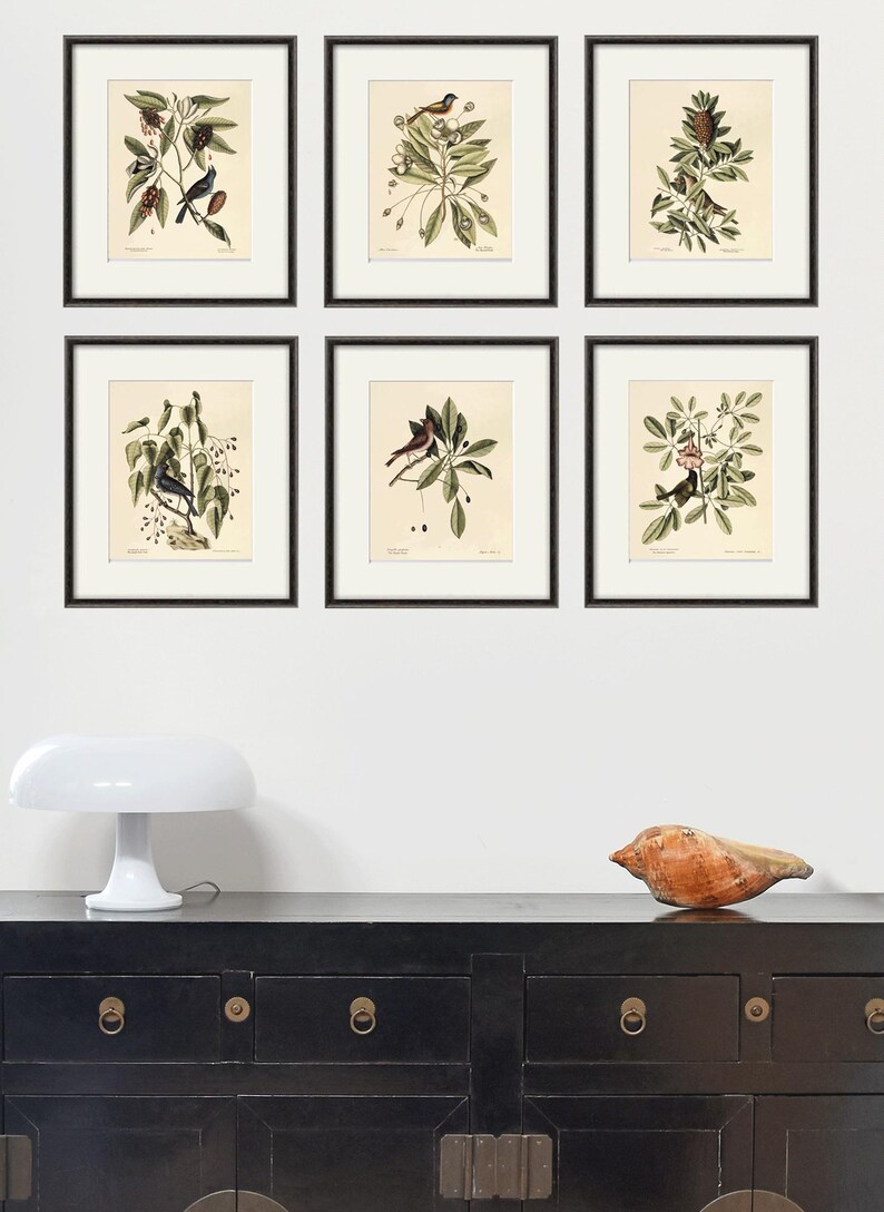 May include: Six framed botanical prints featuring detailed illustrations of birds perched on branches with leaves and berries. The prints are in black frames and arranged on a white wall above a black cabinet. A white lamp and a seashell are on the cabinet.