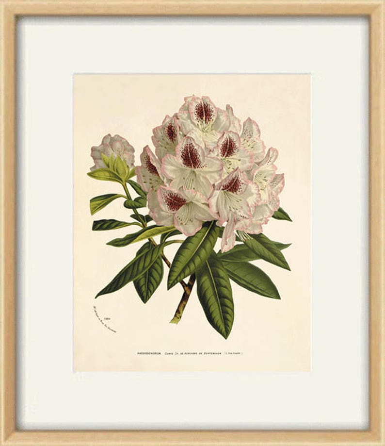 Rhododendron art antique flower art print Botanical Art Prints | Etsy