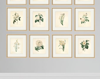 Redouté Botanical Print Set: French White Victorian Flower Art, Set of 12