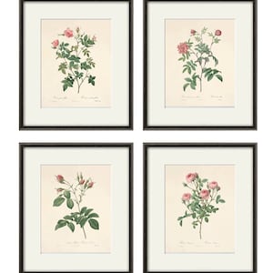 Antique botanical print Botanical art prints flower prints wall art flowers botanical poster antique wall art home decor wall Pink rose art