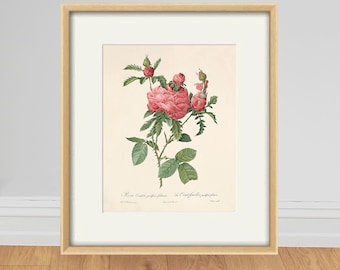 Pink Rose Antique Print, Botanical Wall Art