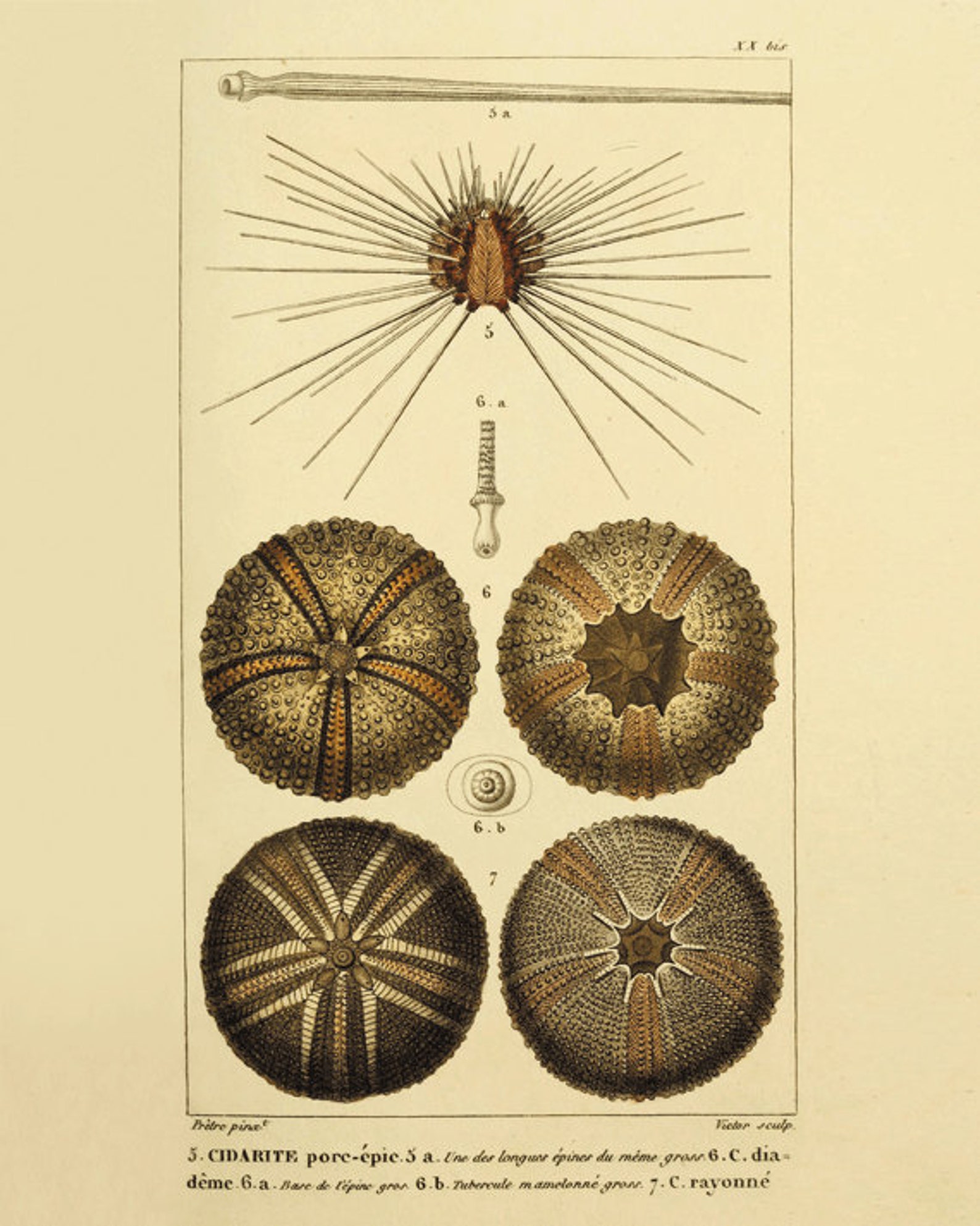 Antique Sea urchin print nautical print Ocean art Sea beach Etsy