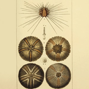 Antique Sea urchin print nautical print Ocean art Sea beach art sea life art Antique wall art nature print natural history Home decor art
