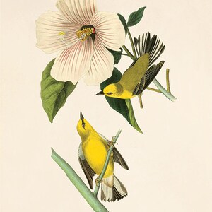 May include: Two yellow swamp warblers perched on branches of a plant with a large pink flower. The warbler on the left has a blue wing patch. The text "Blue-winged Yellow Swamp Warbler" is printed below the birds.
