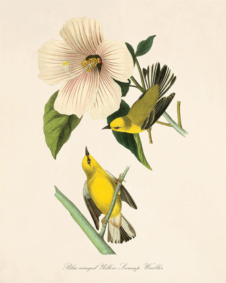May include: Two yellow swamp warblers perched on branches of a plant with a large pink flower. The warbler on the left has a blue wing patch. The text "Blue-winged Yellow Swamp Warbler" is printed below the birds.
