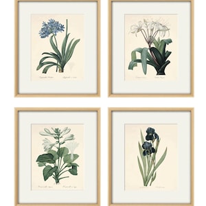 May include: Set of four botanical prints featuring detailed illustrations of flowers in a vintage style. The prints are framed in natural wood frames and feature the following flowers: Agapanthus, Crinum, Convallaria, and Iris.