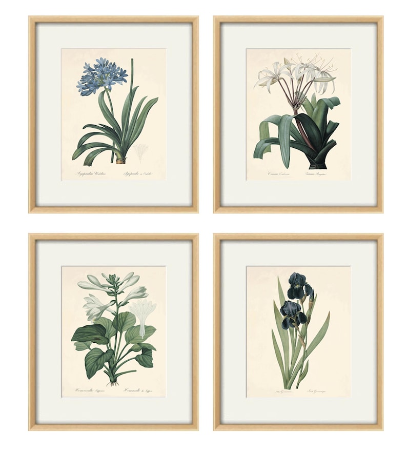 May include: Set of four botanical prints featuring detailed illustrations of flowers in a vintage style. The prints are framed in natural wood frames and feature the following flowers: Agapanthus, Crinum, Convallaria, and Iris.