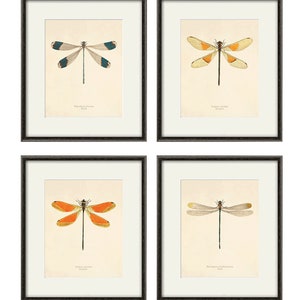 Dragonfly art print Antique Prints Nature print Vintage prints home decor wall art Natural History Victorian art old prints Dragonfly print