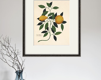 Lemon Art Print Kitchen Art Print Antique Botanical Art Prints Vintage ...