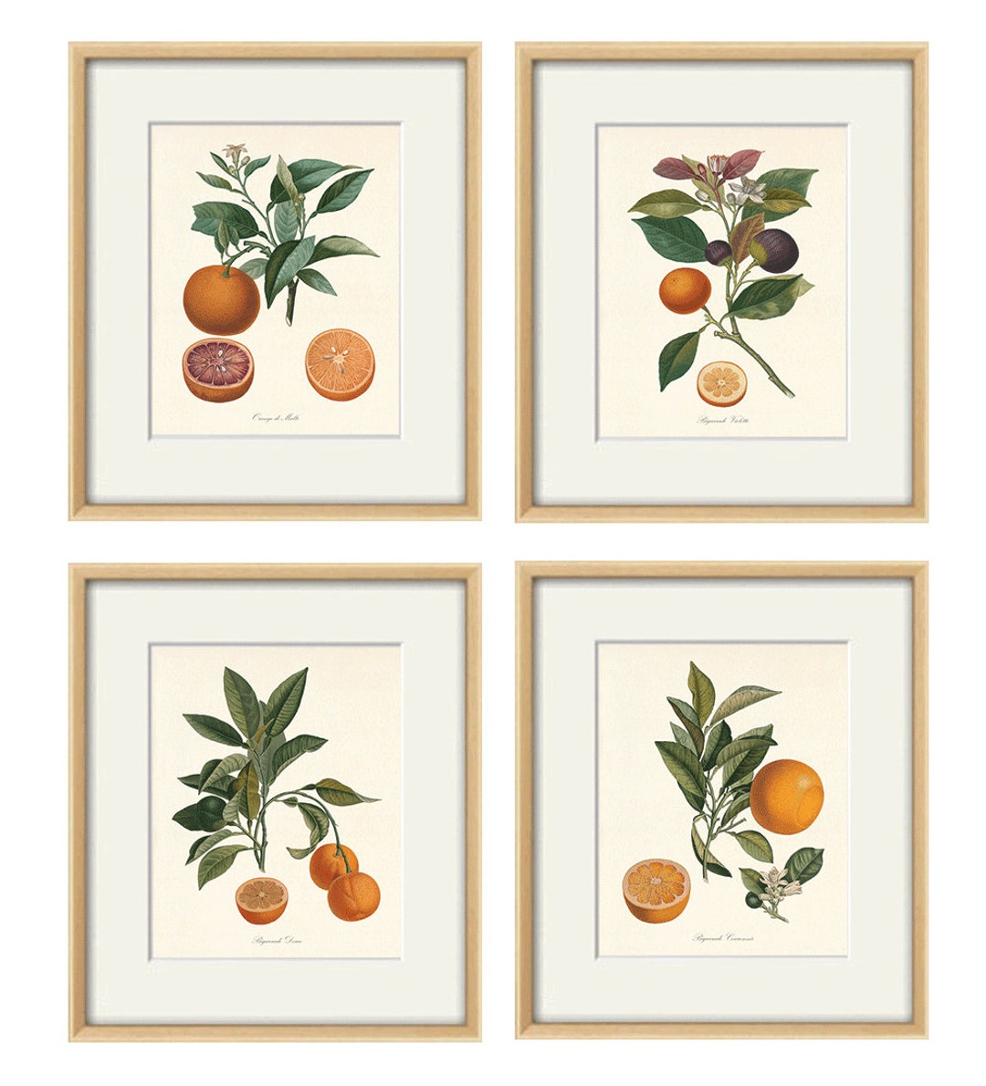 Citrus Art Print Antique Botanical Art Prints Botanical Print Set