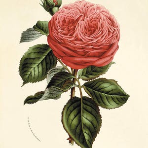 Red rose print antique flower art print antique wall art Flower decor botanical prints Garden print Victorian art French decor Cottage art image 1