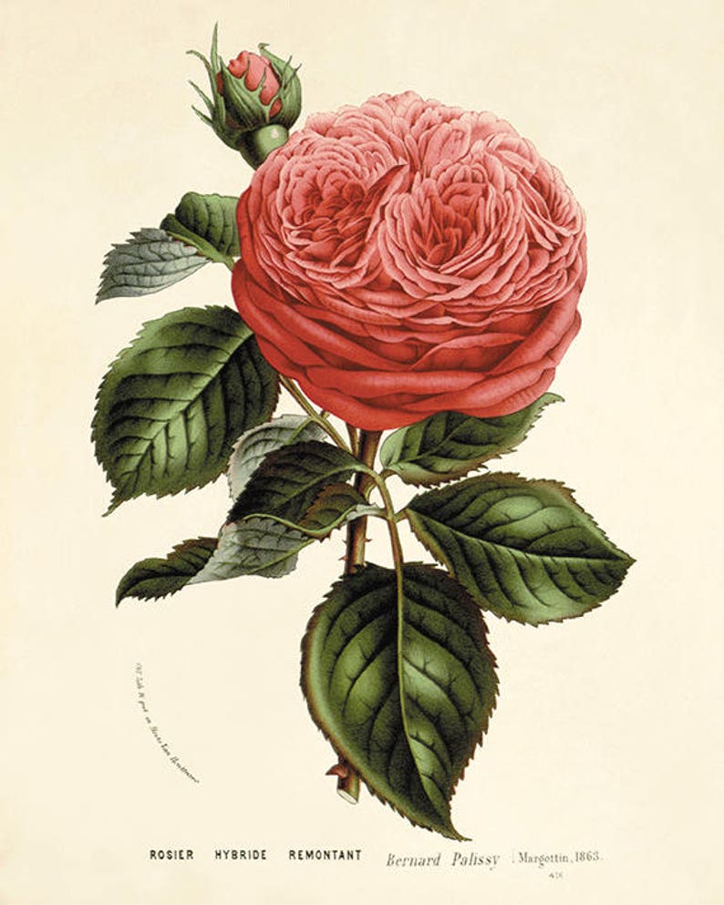 Red rose print antique flower art print antique wall art Flower decor botanical prints Garden print Victorian art French decor Cottage art image 1