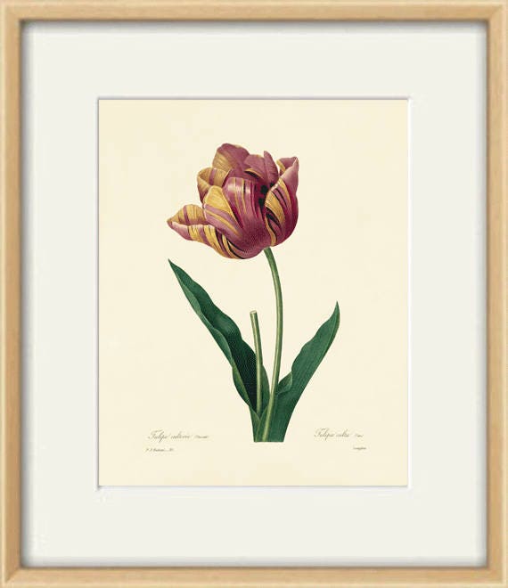 Antique Tulip Art Print: Victorian Botanical Illustration - Etsy